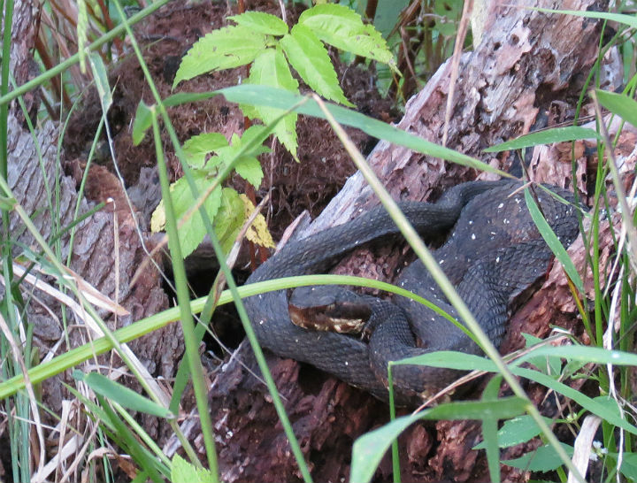 Cottonmouth